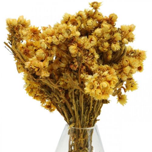 Floristik24 Mini slaměnka žlutá sušená kytice kytice V20cm 15g