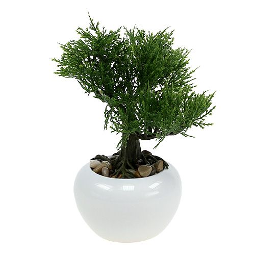 Floristik24 Bonsai strom v květináči V20cm