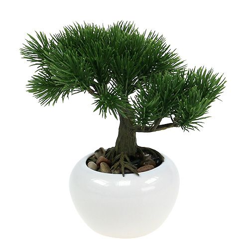 Floristik24 Bonsai strom v květináči 19cm 1ks