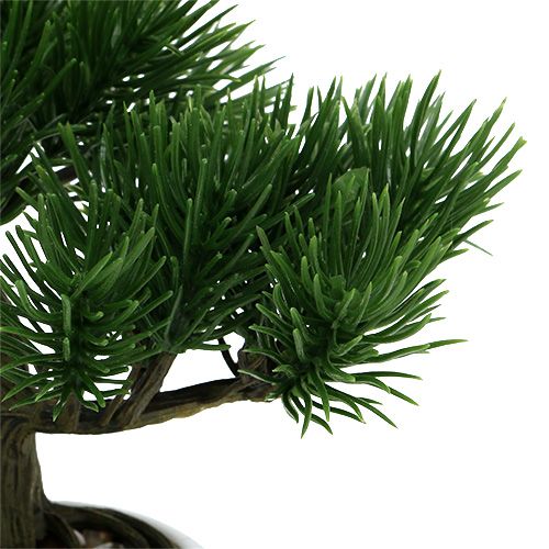 Floristik24 Bonsai strom v květináči 19cm 1ks
