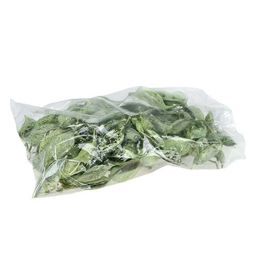 položky Brachyciton Green matný 500g