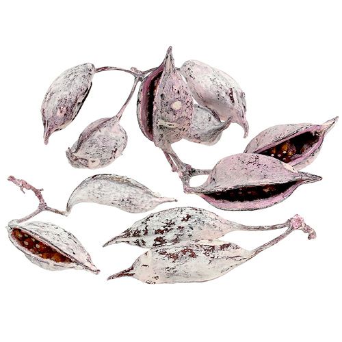Brachyciton ostružina matná 500g