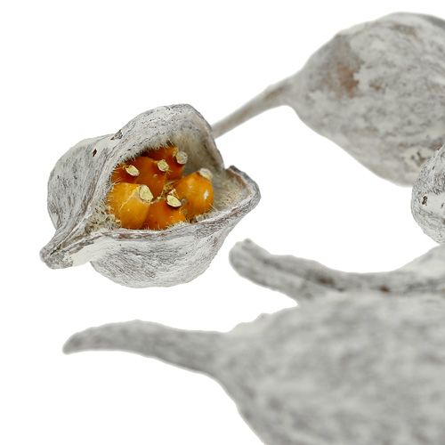 položky Brachyciton praný bílý 500g