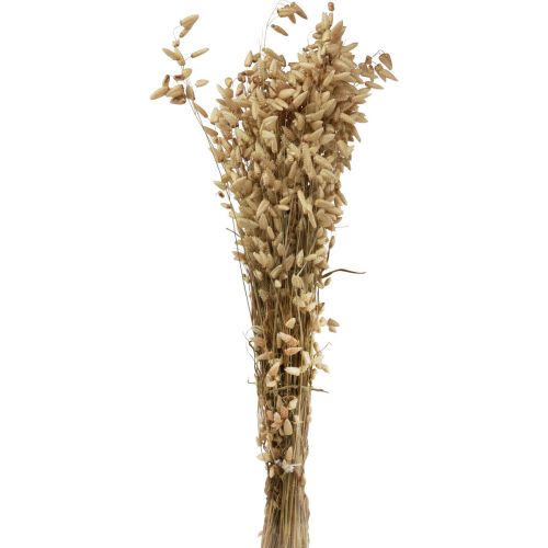 Floristik24 Sušená květina třesavá tráva přírodní Briza okrasná tráva 60cm 100g