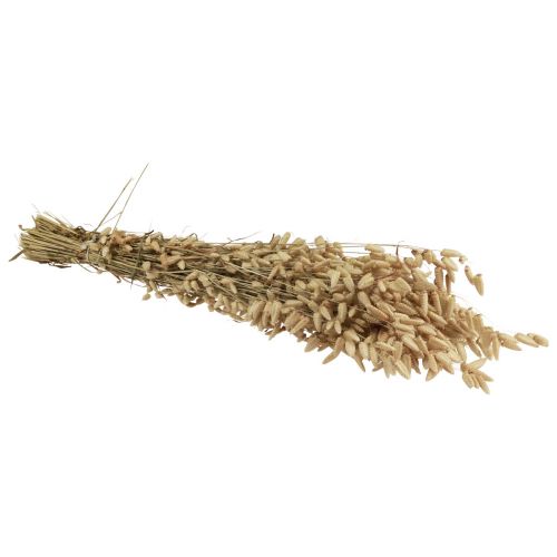 Floristik24 Sušená květina třesavá tráva přírodní Briza okrasná tráva 60cm 100g