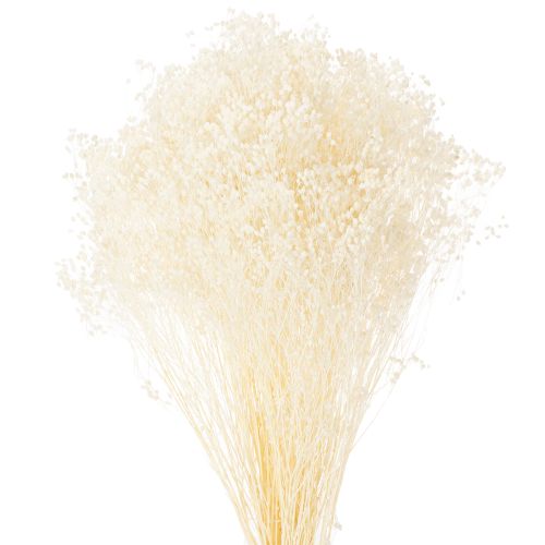 Floristik24 Broom Bloom Bleached Sušené květiny bílé s dlouhou trvanlivostí 100g