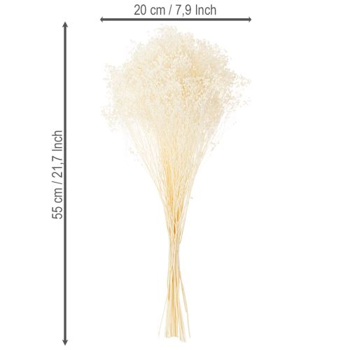 položky Broom Bloom Bleached Sušené květiny bílé s dlouhou trvanlivostí 100g