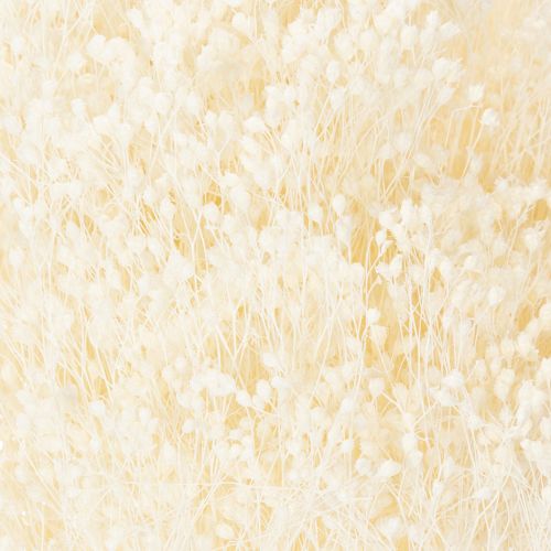 položky Broom Bloom Bleached Sušené květiny bílé s dlouhou trvanlivostí 100g