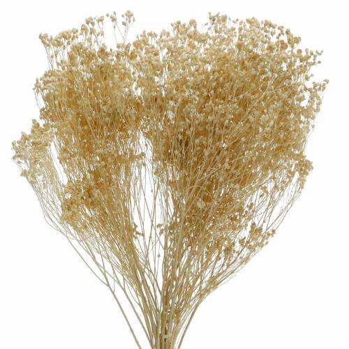 Floristik24 Sušené květiny Broom Bloom bělené 140g