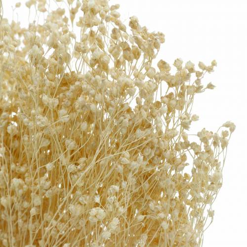Floristik24 Sušené květiny Broom Bloom bělené 140g