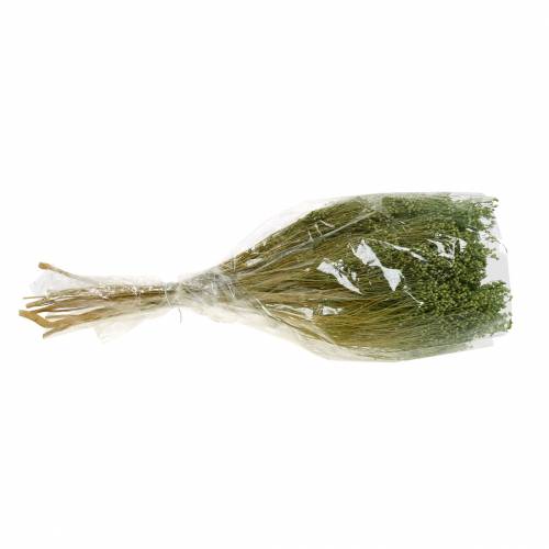 Floristik24 Sušené květiny Smeták Květ světle zelený 150g
