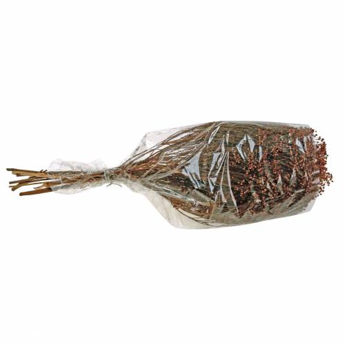 Floristik24 Sušené květiny Broom Bloom Brown 170g