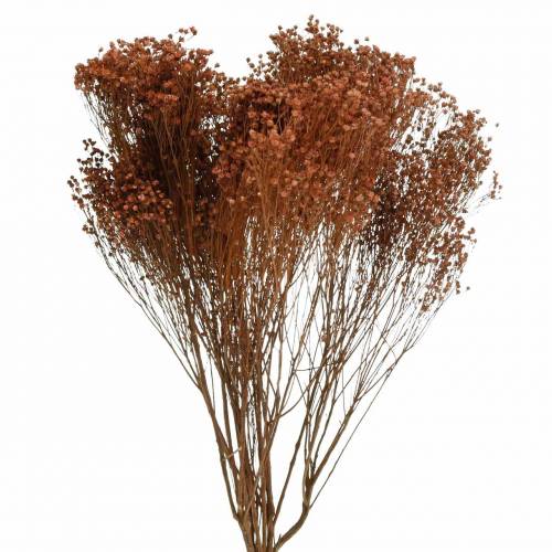 Floristik24 Sušené květiny Broom Bloom Brown 170g