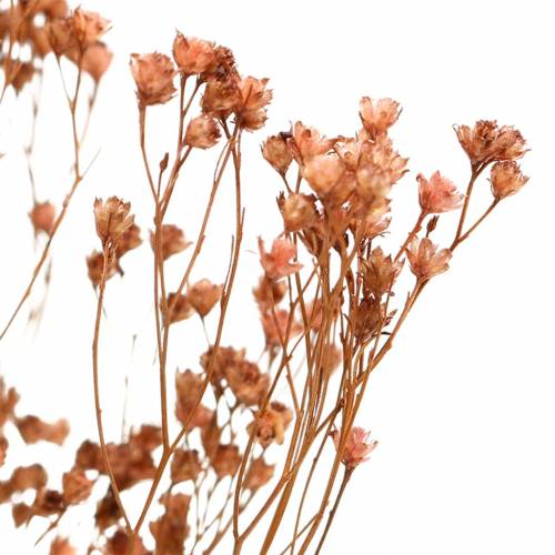 Floristik24 Sušené květiny Broom Bloom Brown 170g