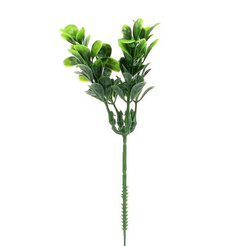Floristik24 Zimostrázová větev zelená L20cm 12ks