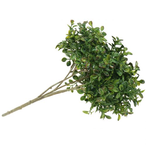 Floristik24 Zimostrázová větev zelená 27cm