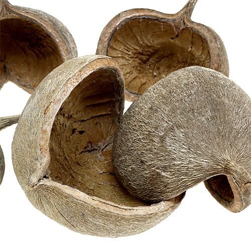 položky Buddha Nuts 8-10cm bílé vyprané 10 ks