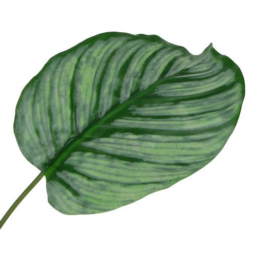 Floristik24 Dekorativní list, list Calathea 6ks