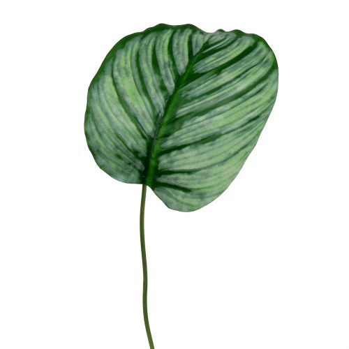 Floristik24 Dekorativní list, list Calathea 6ks