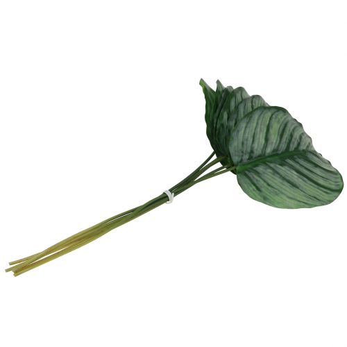Floristik24 Dekorativní list, list Calathea 6ks