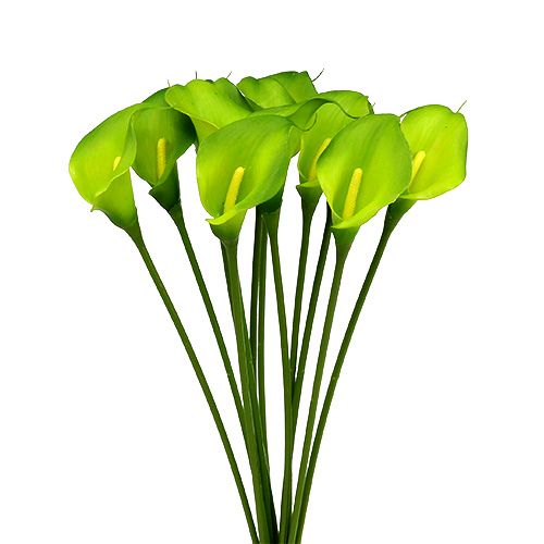 Floristik24 Calla umělá zelená 8cm L57cm 12ks