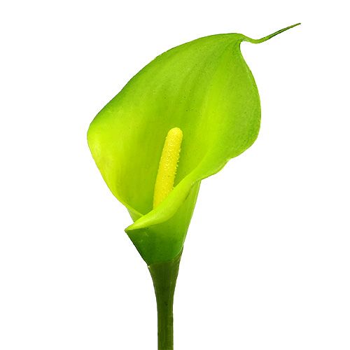 Floristik24 Calla umělá zelená 8cm L57cm 12ks