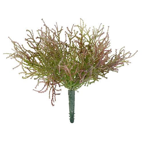 Floristik24 Calocephalus růžový/zelený 21,5 cm