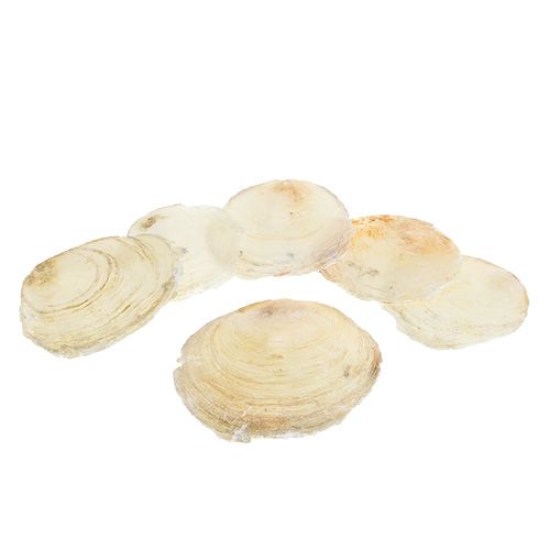 Floristik24 Capiz mušle 500g