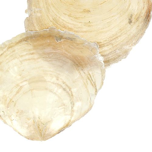 Floristik24 Capiz mušle 500g