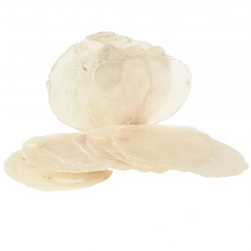 Floristik24 Capiz skořápky Capiz plátky perleťové plátky přírodní 7,5–9,5 cm 300g