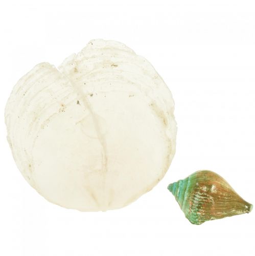 Floristik24 Capiz perleťová ulita perleťové plátky ulita mořského šneka zelená 3,5–9,5 cm 750g