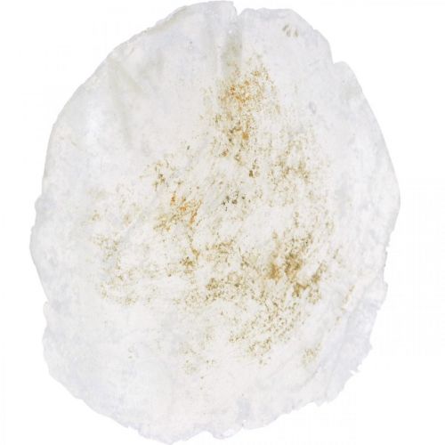 Floristik24 Maritime, mušle Capiz 5–10 cm, perleť, přírodní předměty 1kg
