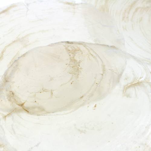 Floristik24 Capiz mušle 250g