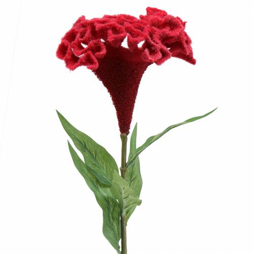 Floristik24 Celosia cristata kohoutí hřeben červený 72cm