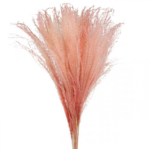 Rákos čínský světle růžová suchá tráva Miscanthus H75cm 10p