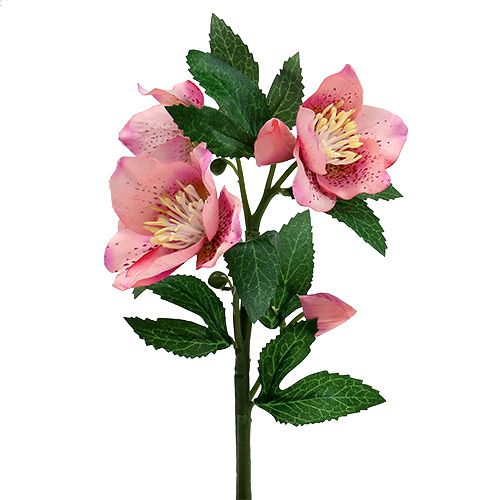 Floristik24 Vánoční růže růžová L22cm 1p