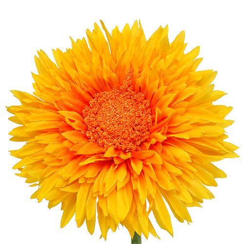 Floristik24 Chryzantéma Teddy 63 cm zlatožlutá