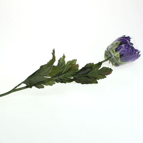 Floristik24 Chryzantéma fialová 74cm