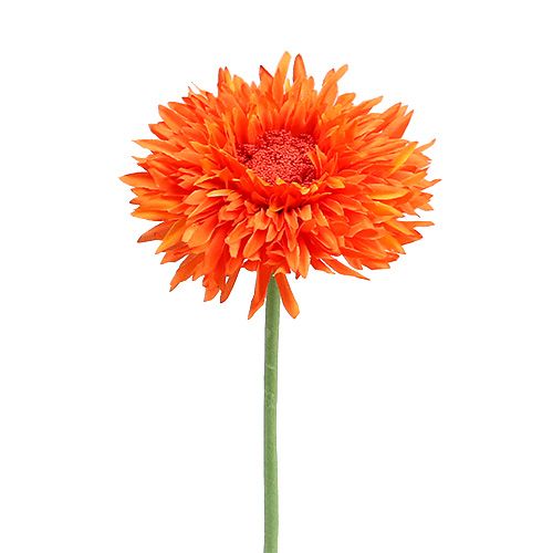 Floristik24 Chryzantéma Teddy 63cm oranžová
