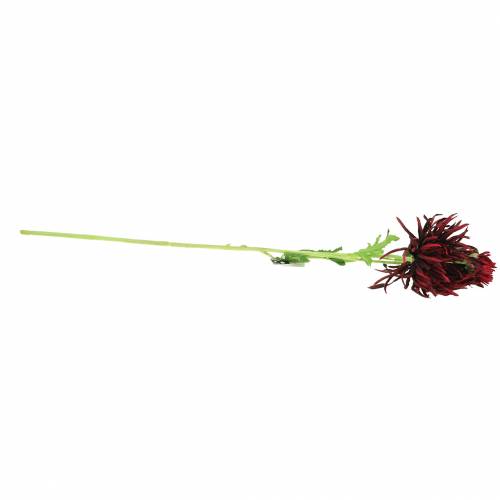 Floristik24 Chryzantéma tmavě červená 73 cm