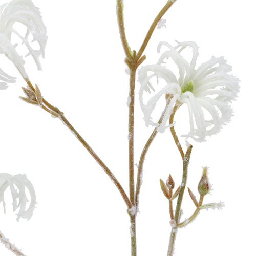 Floristik24 Clematis větev bílá vločkovaná 62cm 3ks