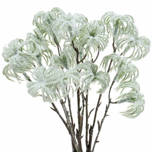 Clematis zelený se sněhem 43cm 3 ks