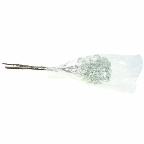 položky Clematis zelený se sněhem 43cm 3 ks