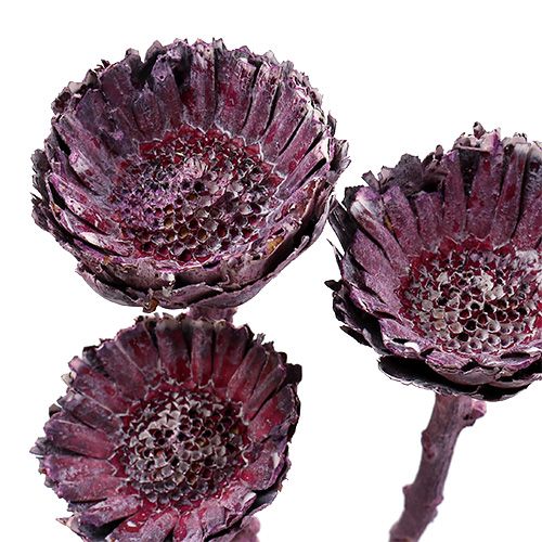 položky Compacta Rosette Frosted Blackberry 20 ks