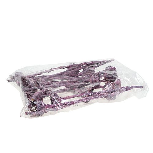 položky Compacta Rosette Frosted Blackberry 20 ks