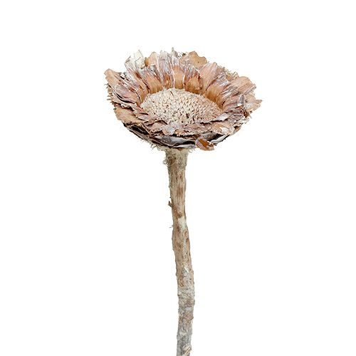 Floristik24 Coronata Rosette 25 ks