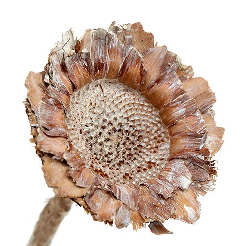 Floristik24 Coronata Rosette 25 ks