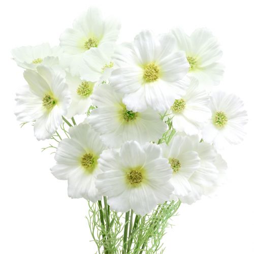 Floristik24 Cosmea bílá 77cm 3ks