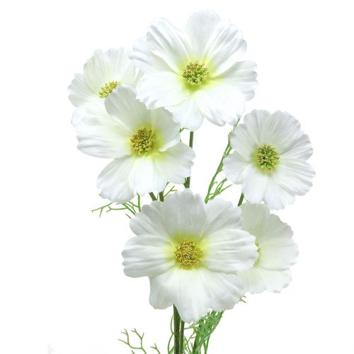 Floristik24 Cosmea bílá 77cm 3ks