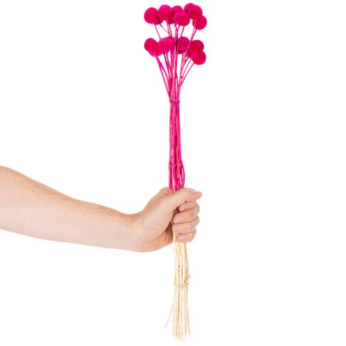 Kytice sušených květin Craspedia pro květinářství, 55 cm, 20 kusů | Floristik24.cz